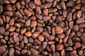 Pine Nuts - High-resolution image of raw pine nuts, ideal for culinary and health-related projects.