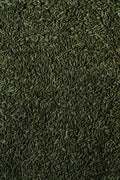 Fennel - Detailed vertical shot of fennel seeds in natural lighting, showcasing texture.