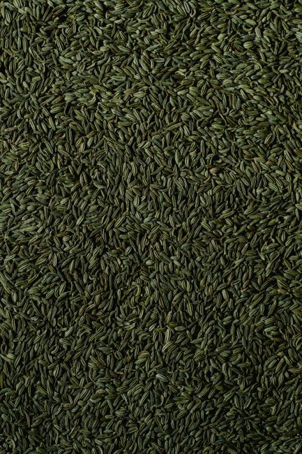 Fennel - Detailed vertical shot of fennel seeds in natural lighting, showcasing texture.