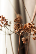 Dill Weed - Closeup thin twig with dried umbrella inflorescence of dill on beige blurred background