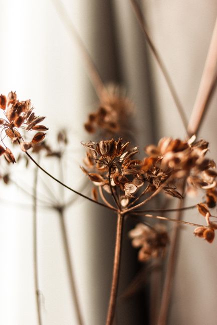 Dill Weed - Closeup thin twig with dried umbrella inflorescence of dill on beige blurred background